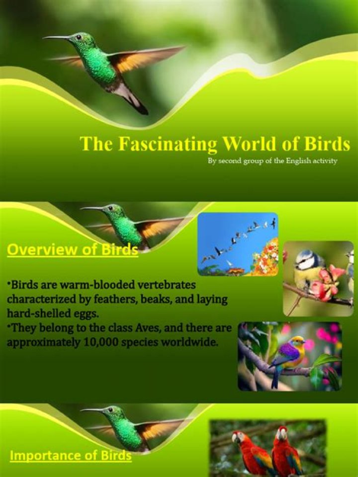 Exploring the Fascinating World of VeghaMovie